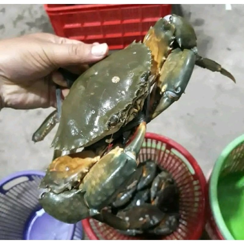 Kepiting jantan Hidup Kepiting Betina Live hidup isi 3 1kg