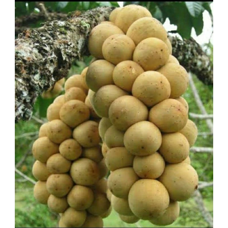 Duku Palembang 1kg