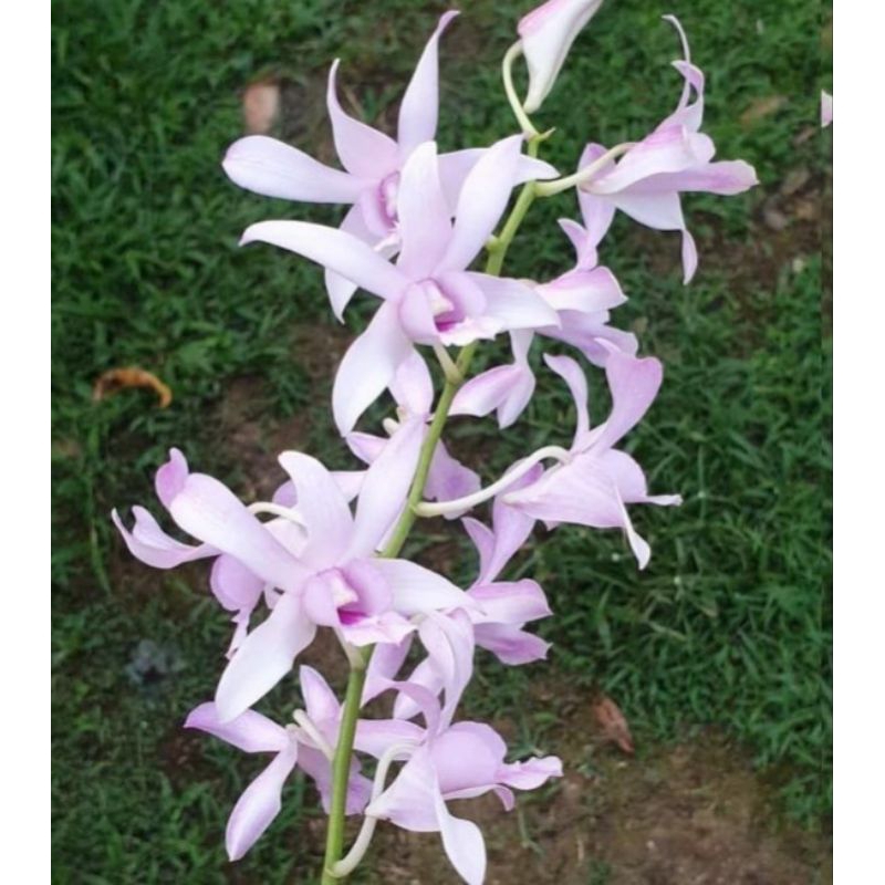 Anggrek dendrobium Chanel