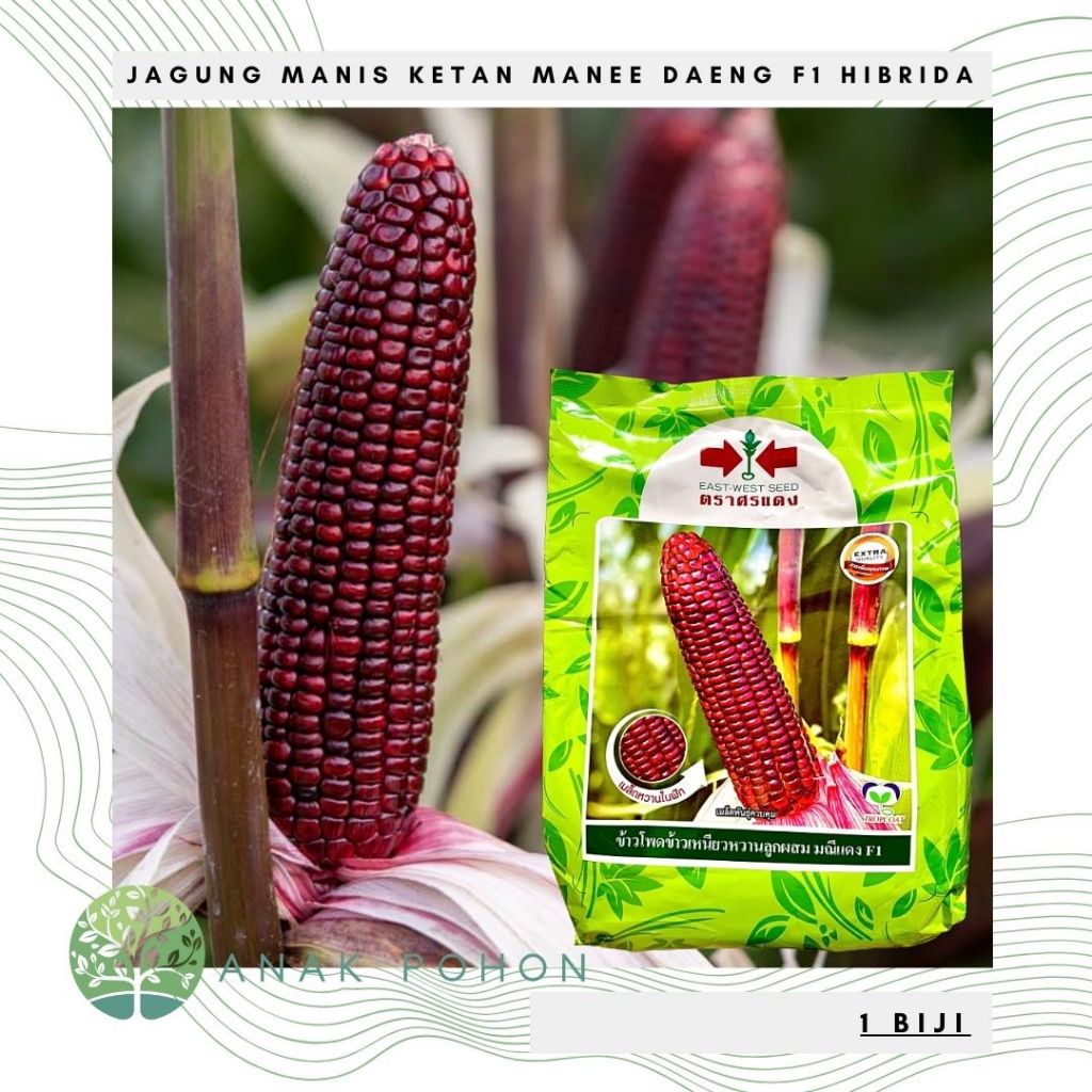 Benih Bibit Biji - Jagung Manee Daeng F1 Red Gem Sweet Glutinous Corn Jagung Manis Ketan Hibrida See