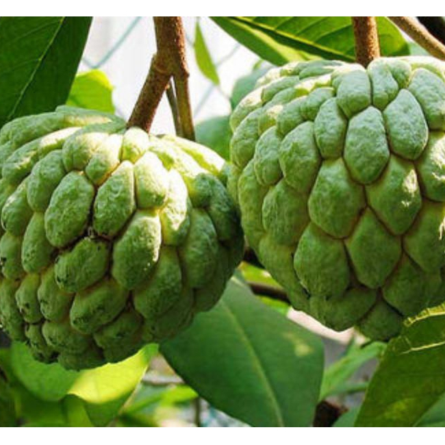 

Srikaya Lokal Manis Segar | Buah Srikaya Fresh 1kg