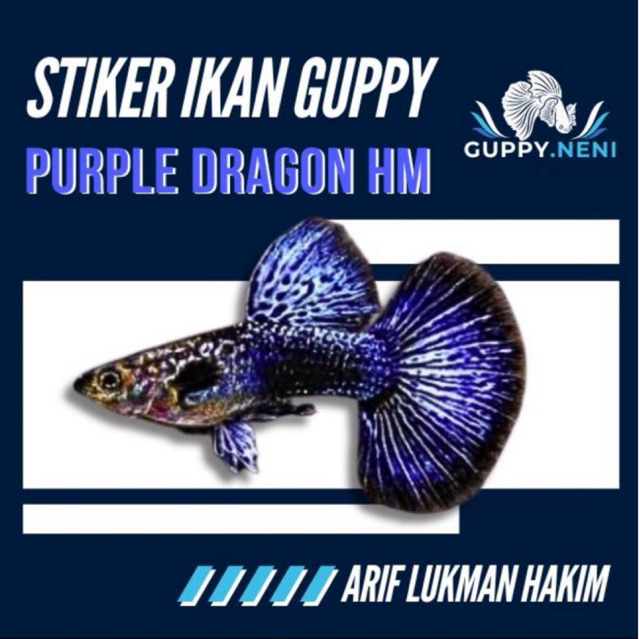 STIKER IKAN GUPPY PURPLE DRAGON