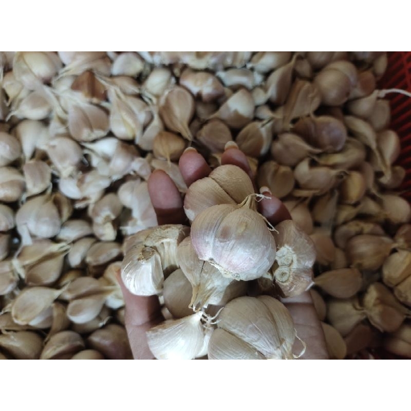 

bawang putih kating