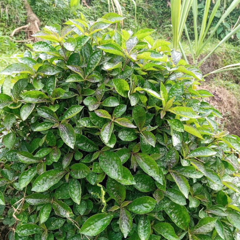 

daun biji beling pres petik langsung per 250 grm