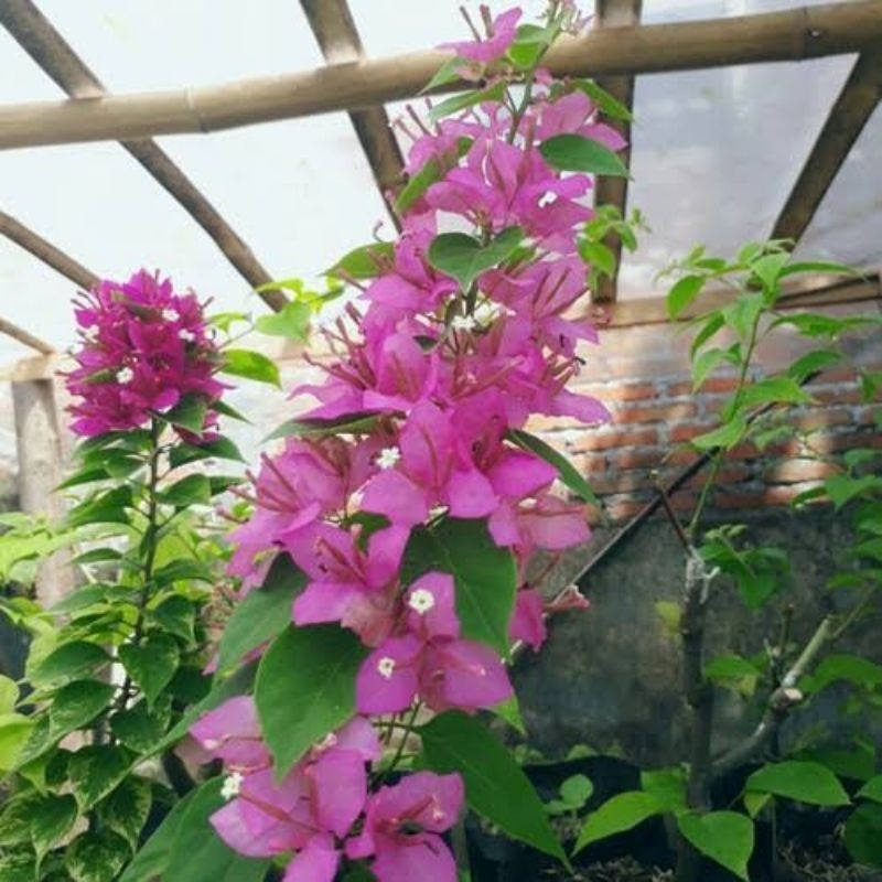 bugenvil ekor musang bunga pink