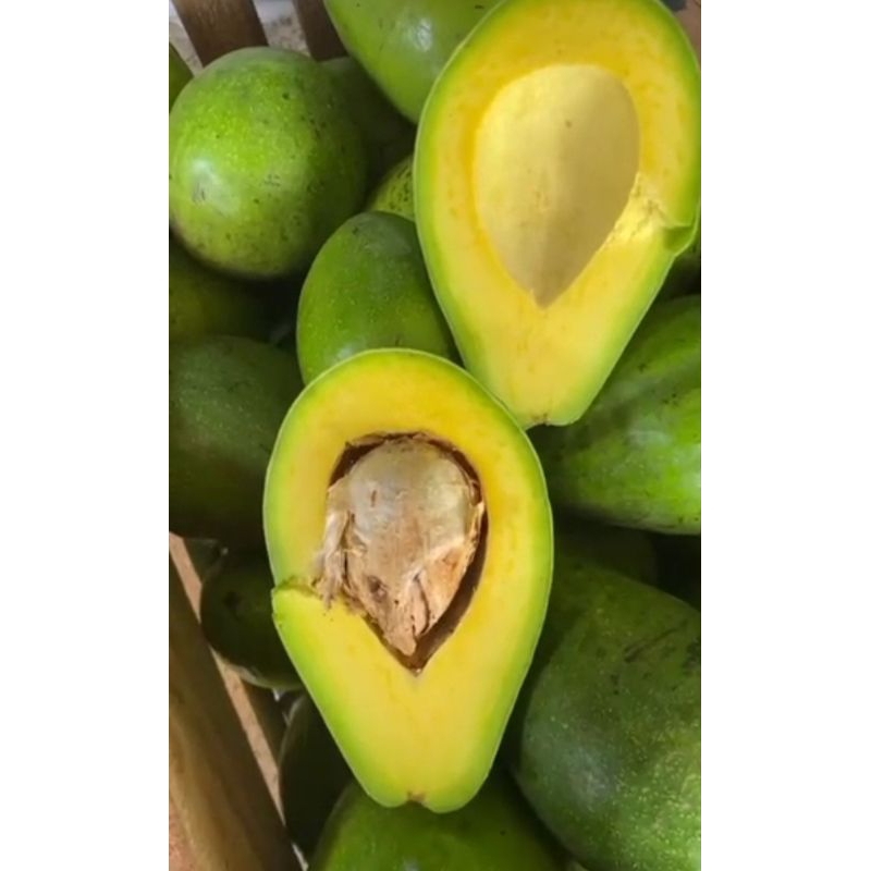 Alpukat Mentega Padang 1 kg