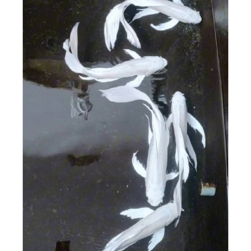 KOI PLATINUM SLAYER SIZE30-35CM BLITAR GRADE A