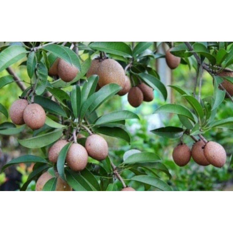

Buah sawo muda/ buah sawo mentah (pentil sawo) 1 kg