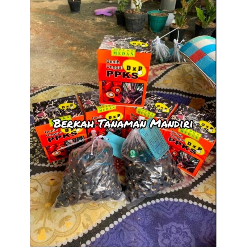 Kecambah Sawit Unggul Berkualitas DXP PPKS 239
