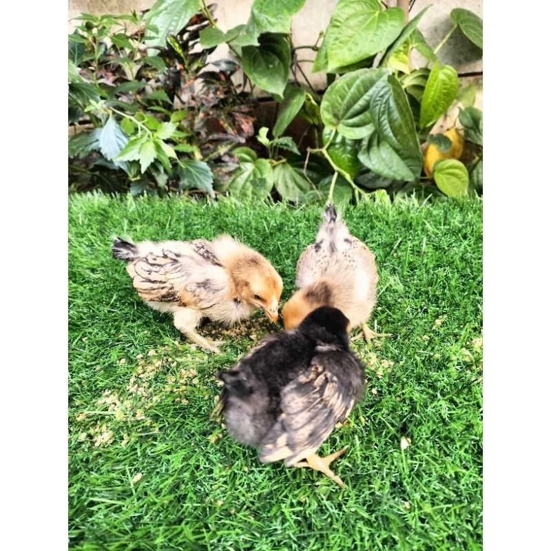 Anak Ayam Kate Silangan Batik