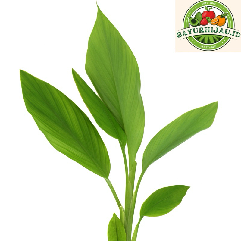 

Sayur Murah - Daun Kunyit Ikat (200-250gr) MURAH