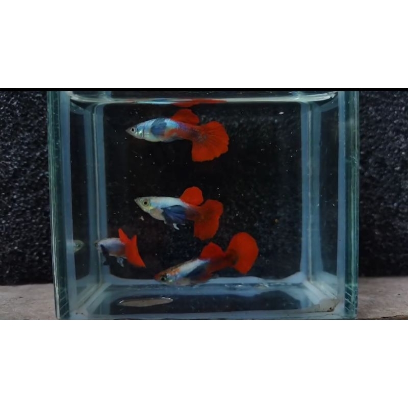GUPPY PRTDE 1 PASANG