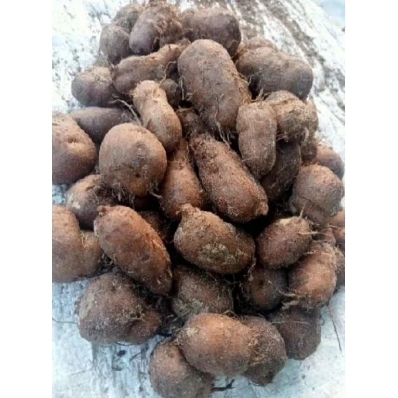 

1 KG kentang ireng/kentang kelinci/kentang kleci makanan sehat obat herbal