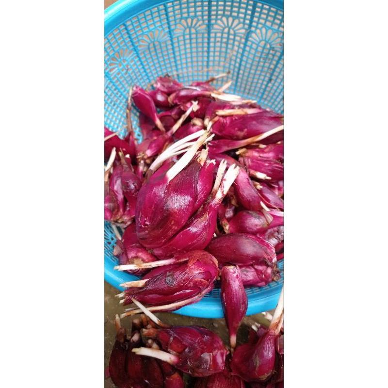 

Bawang dayak segar 1kg/bawang papua/bawang dayak/1kg
