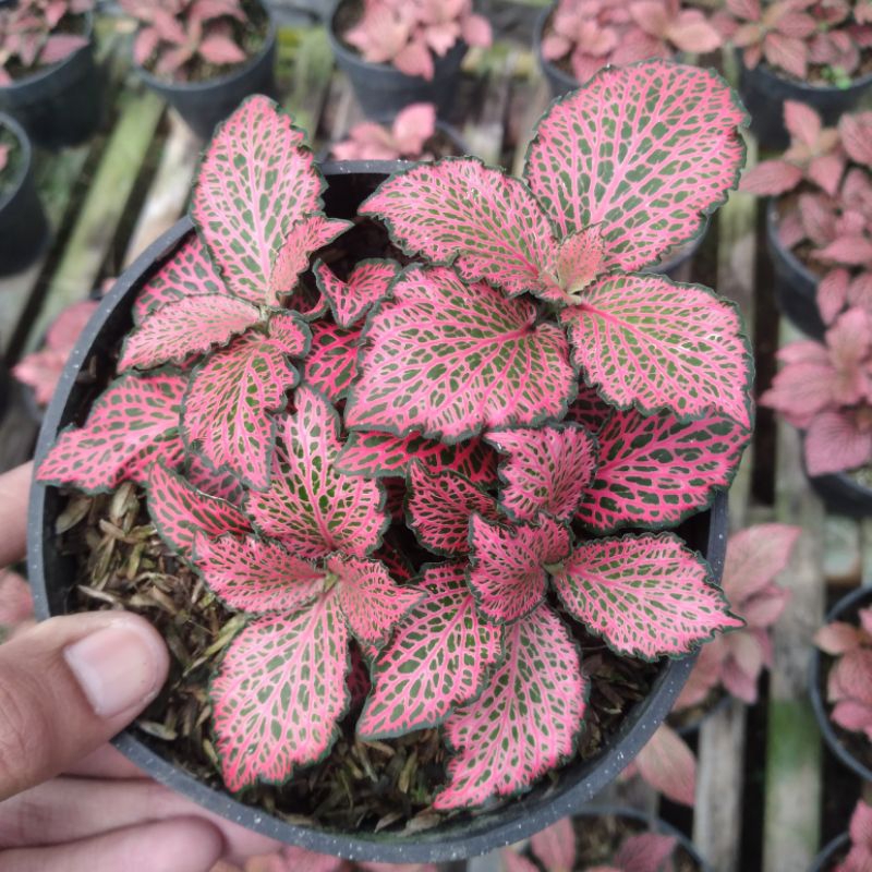 Tanaman Hias Hidup Fittonia Import Daun Fitonia Mini Tanaman Terarium Mudah Dirawat Cocok Didalam Ru