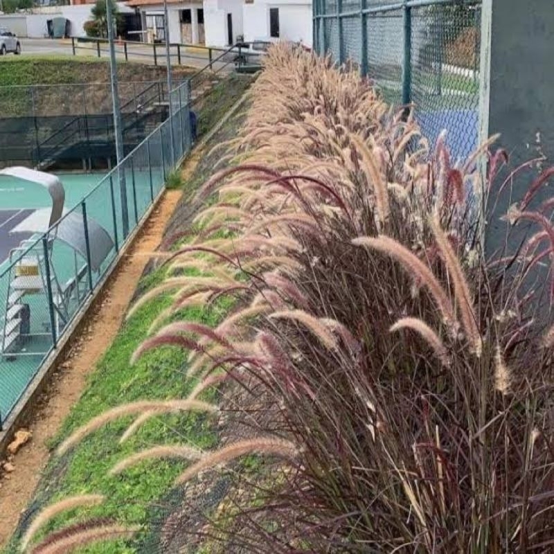 Tanaman Pagar Taman Rumput Alang Alang Ekor Kuda Merah - Fountain Grass - Ekor Kuda Merah - Rumpu Me