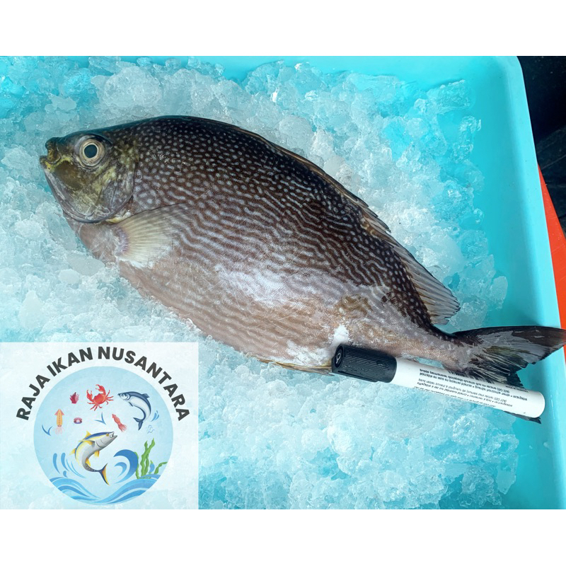 

IKAN BARONANG 500GR ISI 1PCS & ISI 4-5PCS TERMURAH FRESH PREMIUM