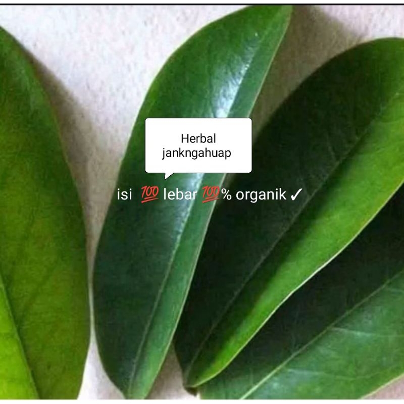 

Promo Daun sirsak segar fresh 100 lembar COD