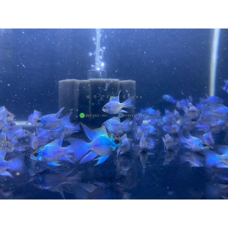 Blue Elektrik /Blue Eleectric Ramirezi