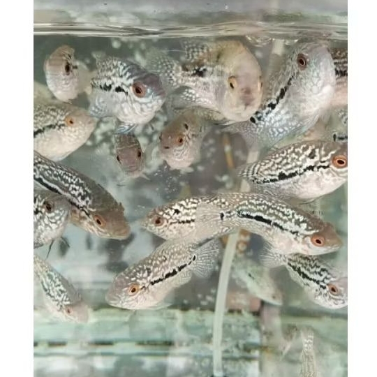 BURAYAK LOUHAN KAMFA F2 ORI  SIZE 3-4 CM