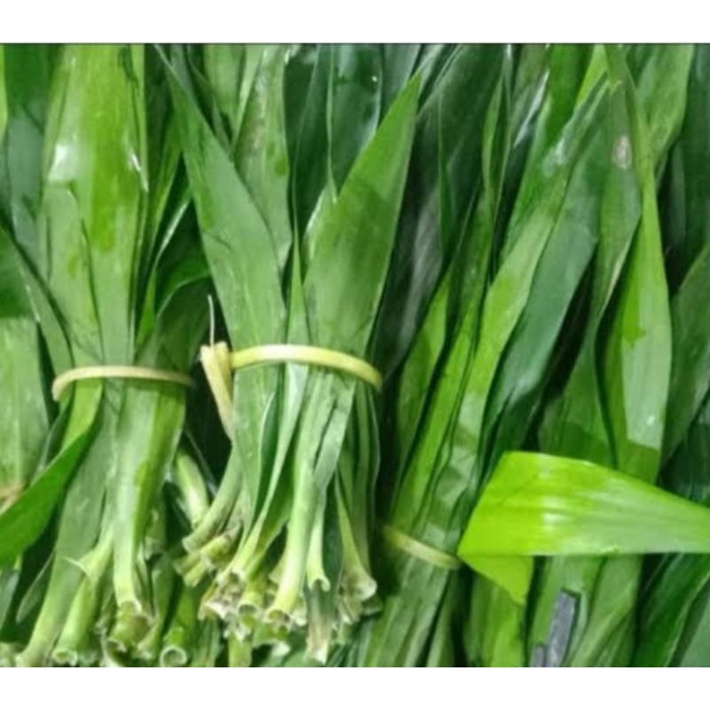 

DAUN SUJI SEGAR 30 LEMBAR