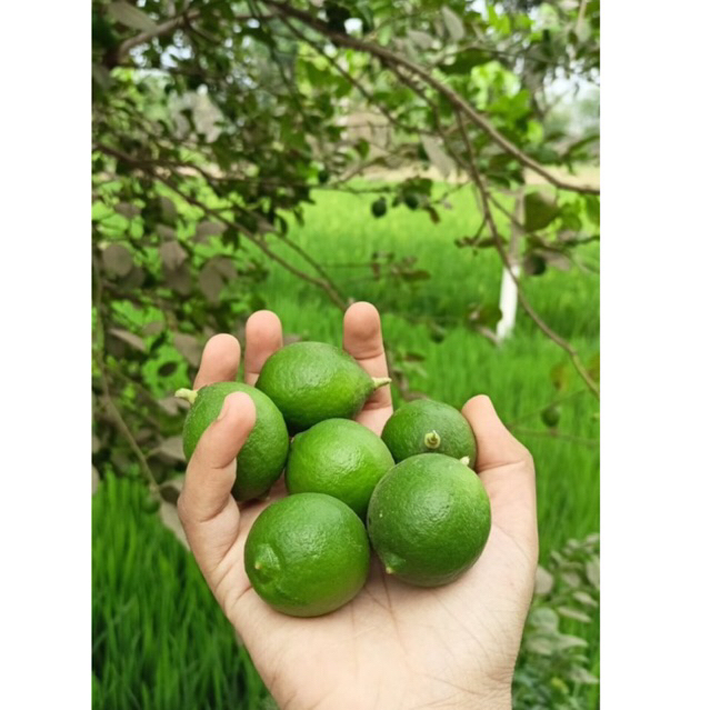 

Jeruk songkit 1kg harga grosir dipetik langsug dari kebun/Jeruk Peres/Jeruk kasturi