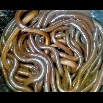 

Belut Fresh Bersih -+1kg