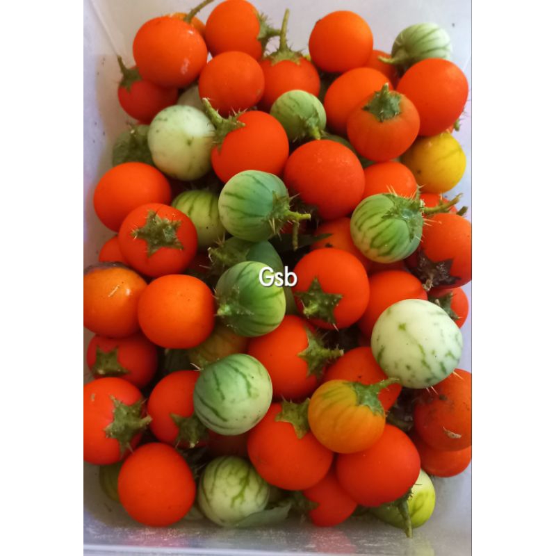 

Buah terong duri buah terong hutan buah terong pari 500 gram