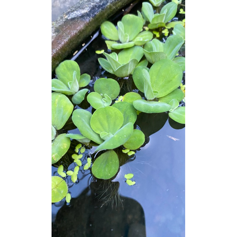 apu apu air, tanaman air, tanaman apung air