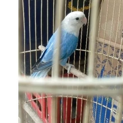 LOVEBIRD NONKLEP BIRU