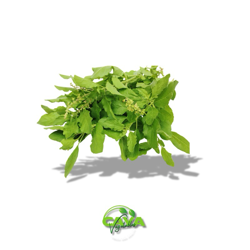 

KIRIM INSTAN Daun Kemangi Segar 500g - Wangi Segar, Penuh Manfaat Alami