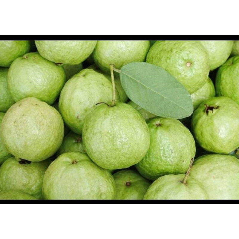 

jambu kristal asli jember 1kg