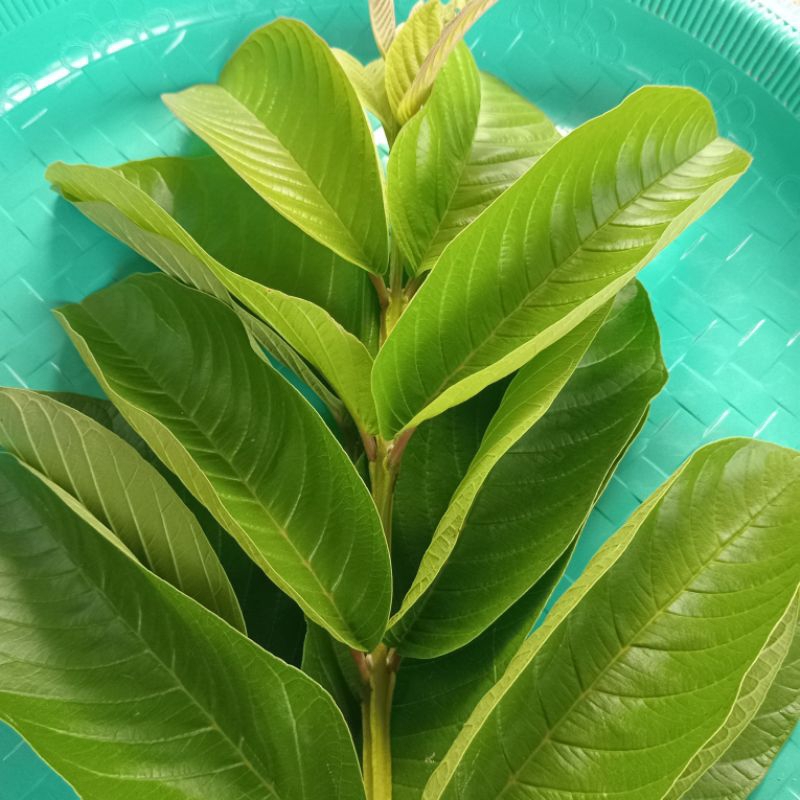 

Jual daun jambu biji segar organik 250 gram