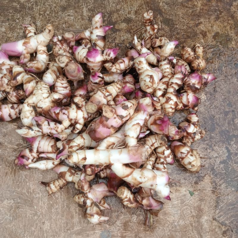 

Jual umbi ganyong segar organik 500 gram