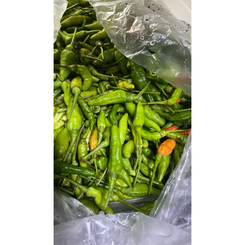 

cabe ijo murah 1kg