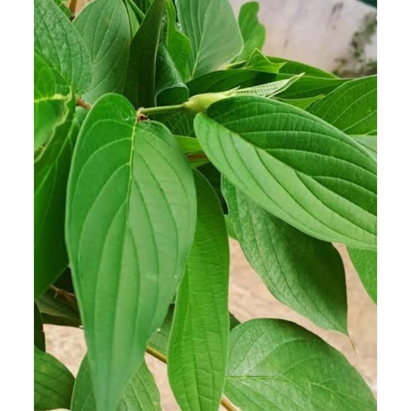 

daun sirih hutan segar murah 500 gram