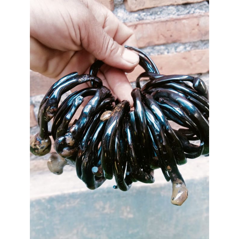 gelang akar bahar bonggol kantoran