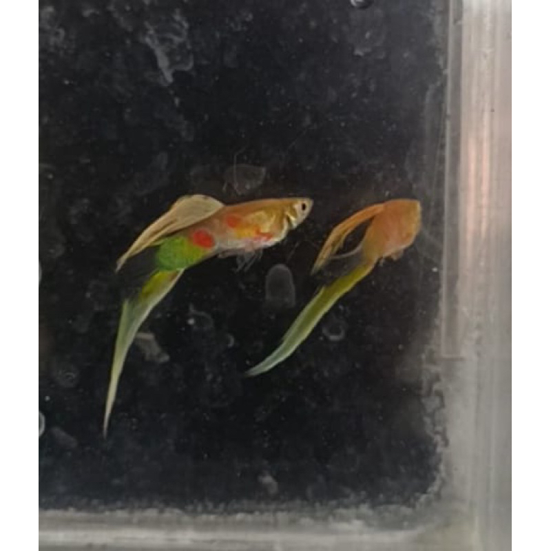 GUPPY VIENNA BOTTOM SWORD PASANGAN