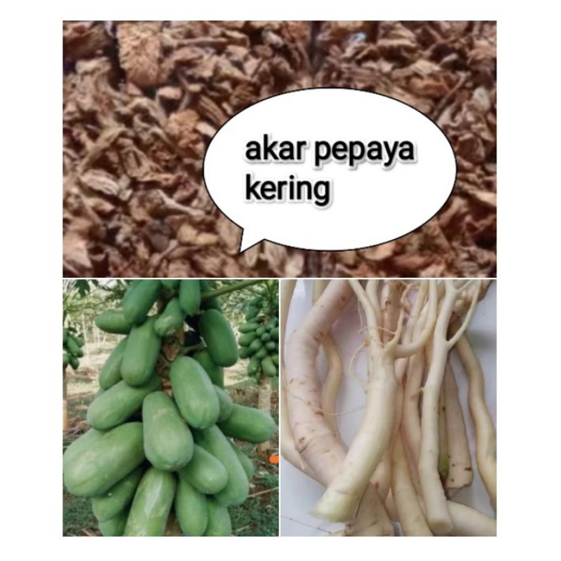 

akar pepaya kering