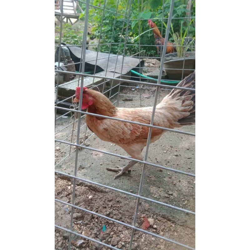 

Betina ayam kampung Sudah Siap produksi Ukuran besar