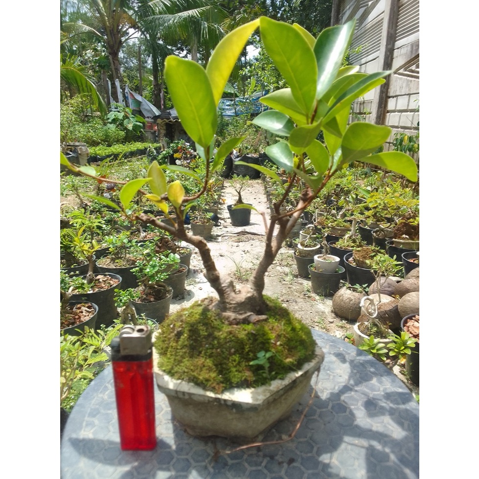 Bonsai Iprik Mame Siap Pajang