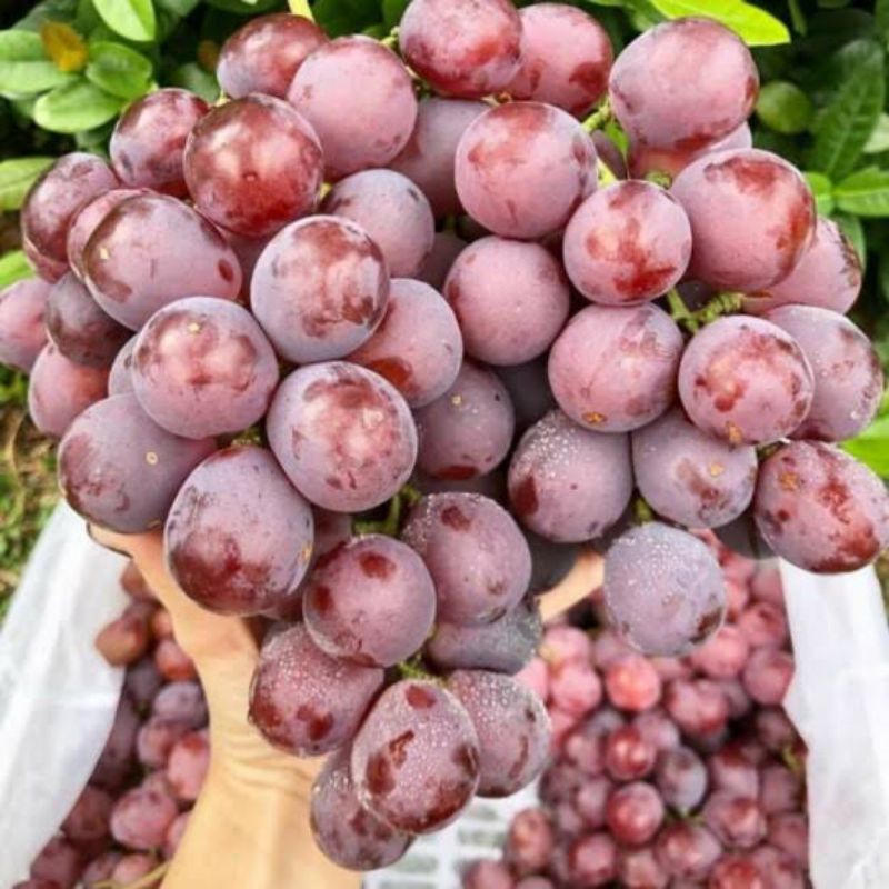 

Buah Segar Anggur Merah Red Globe Impor Australia