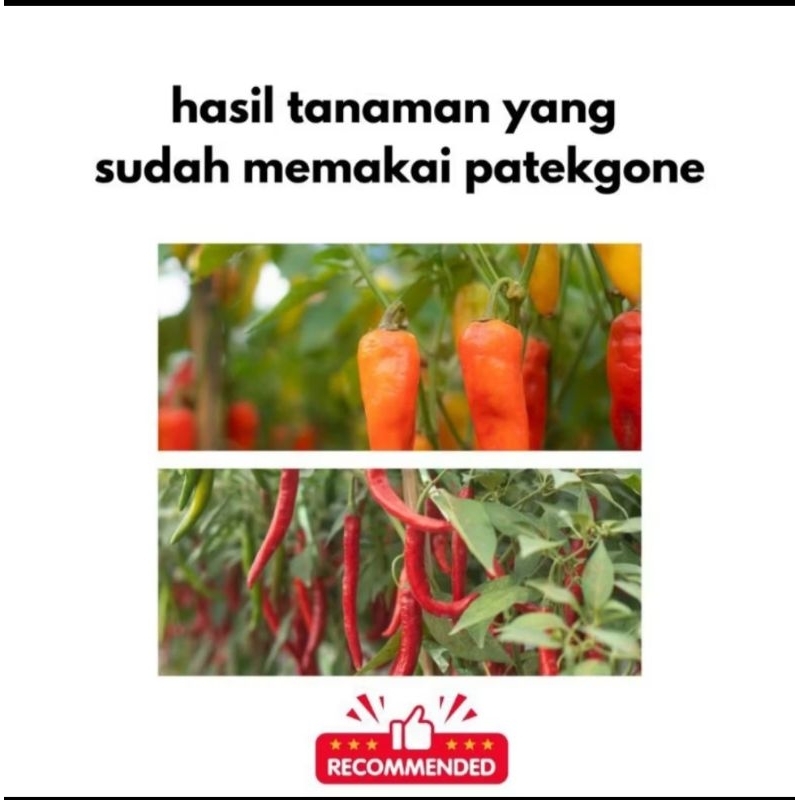 PATEKGONE 100ml Fungisida dan Bakterisida Hayati Untuk Tanaman Cabai Cabe