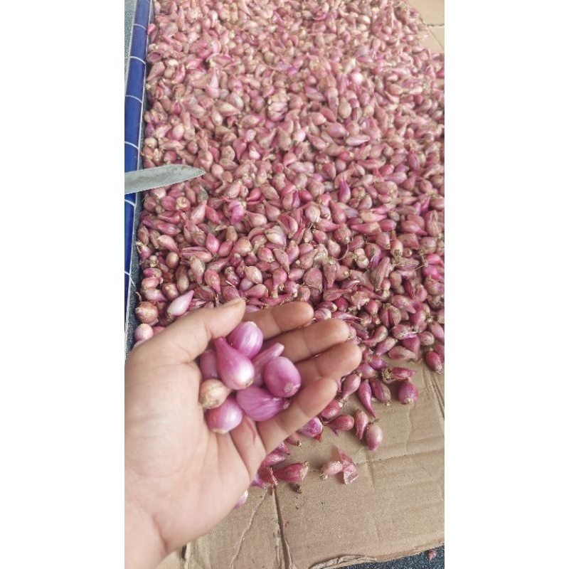 

bawang Merah Brebes kupas sedang 1kg