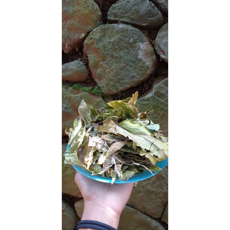 

Daun senggani kering 100 gram/daun senggani sendunduk/senggani /herbalalami