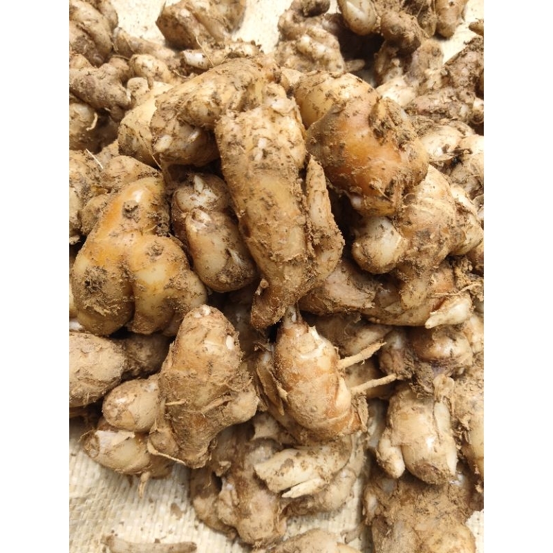 

Kencur 5 Kg. Kencur Segar Termurah