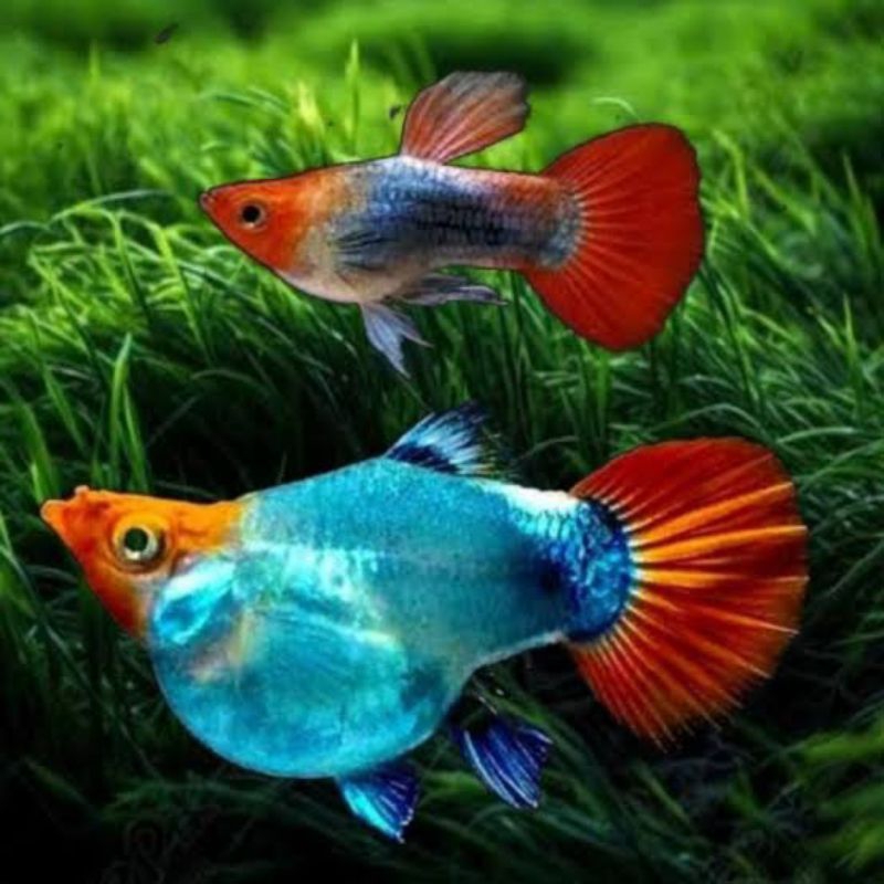 pembersih lantai ikan guppy tuxedo koi short body