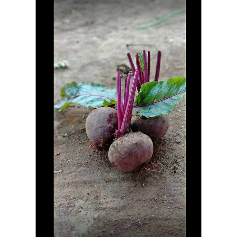 

Buah Bit ungu 1kg