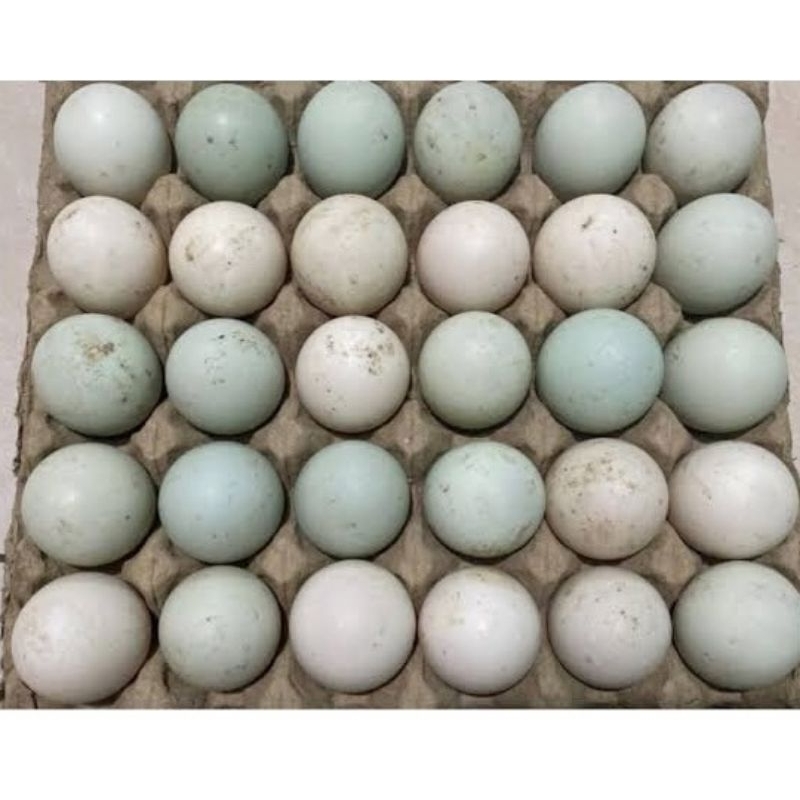 

Telur Bebek Segar Fresh dari Peternakan