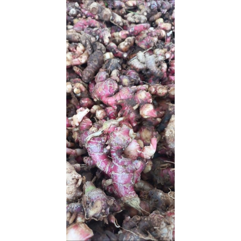 

jahe merah segar 10 Kg